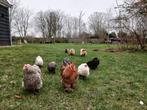 Kippen te koop, Dieren en Toebehoren, Pluimvee, Vrouwelijk, Kip