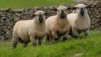 Hampshire down schapen, Dieren en Toebehoren, Schapen, Geiten en Varkens, Vrouwelijk, Schaap