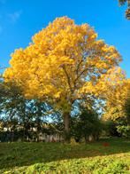 Boomverzorging, alles rondom bomen!, Diensten en Vakmensen, Tuinmannen en Stratenmakers, Tuinonderhoud of Snoeiwerk