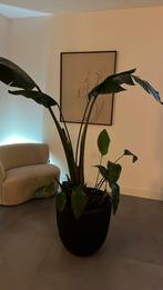 Strelizia Nikolai 180cm incl. Pot, Ophalen, Halfschaduw, 150 tot 200 cm