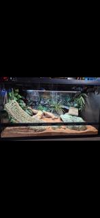 TEAB Betonplex terrarium 80 x 60 x 45 OVERCOMPLEET, Dieren en Toebehoren, Reptielen en Amfibieën | Toebehoren, Ophalen, Zo goed als nieuw