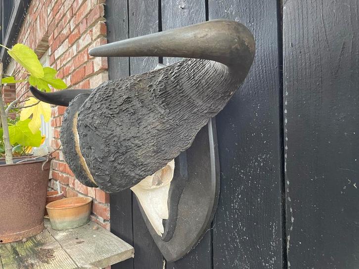 Kaapse Buffel Trofee - Zuid Afrika, Verzamelen, Dierenverzamelingen, Gebruikt, Schedel, Wild dier, Ophalen of Verzenden
