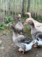 Toulouse ganzen,, Dieren en Toebehoren, Pluimvee, Meerdere dieren, Gans of Zwaan