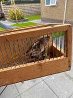 Putter x kanarie, Dieren en Toebehoren, Vogels | Overige Vogels, Mannelijk, Wildzangvogel