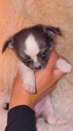 Te koop: schattige Chihuahua puppy Reutje 😍, Dieren en Toebehoren, Honden | Chihuahua's en Gezelschapshonden, Reu, Eén hond, Chihuahua