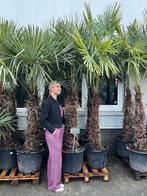 Palmboom XXL - Trachycarpus - Winterhard, Volle zon, Vaste plant, Bloeit niet, Ophalen