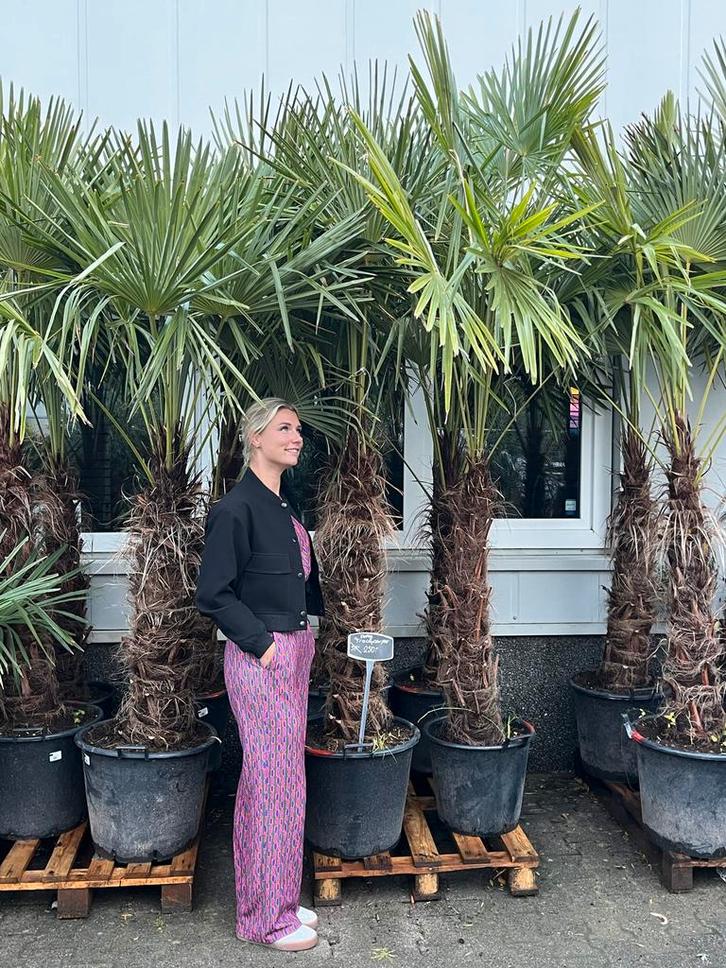 Palmboom XXL - Trachycarpus - Winterhard, Tuin en Terras, Planten | Tuinplanten, Vaste plant, Overige soorten, Volle zon, Bloeit niet