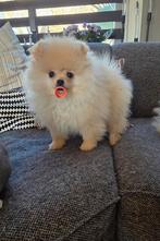 Pomeriaan pups teefjes, Particulier, Keeshond, 15 weken tot 1 jaar, Buitenland