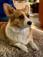 Nestaankondiging Welsh Corgi pups van geteste ouders!, Dieren en Toebehoren, Parvo, 8 tot 15 weken, Meerdere, Meerdere dieren