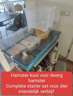 Dwerghamster kooi, complete diervriendelijke starter set, Dieren en Toebehoren, Kooi, Minder dan 75 cm, Minder dan 60 cm, Gebruikt