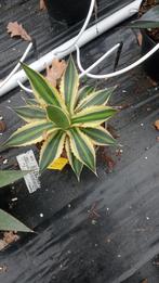 Agave quadricolor, Ophalen of Verzenden, Bloeit niet, Overige soorten, Volle zon
