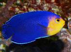 Centropyge Argi, Dieren en Toebehoren, Vissen | Aquariumvissen, Vis
