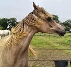 Arabische Volbloed hengst (arabier arabisch), Dieren en Toebehoren, Minder dan 160 cm, Met stamboom, Dressuurpaard, Hengst