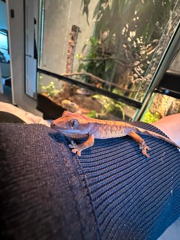 Wimpergekko (baby) beschikbaar voor biedingen
