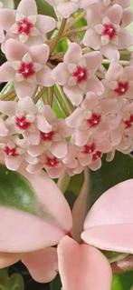 Hoya ,,Krimson Queen “, Ophalen of Verzenden, In pot, Halfschaduw, Minder dan 100 cm