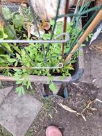 Te koop jonge tomaten baby's, Volle zon, Groenteplanten, Eenjarig, Ophalen of Verzenden