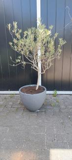 Olijfboom met gratis pot, Tuin en Terras, 100 tot 250 cm, Olijfboom, Ophalen, Volle zon
