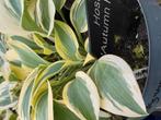 Hosta 'Autumn gold' in 5 liter pot, Tuin en Terras, Ophalen of Verzenden, Zomer, Overige soorten, Halfschaduw
