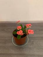 Euphorbia milii, Ophalen of Verzenden