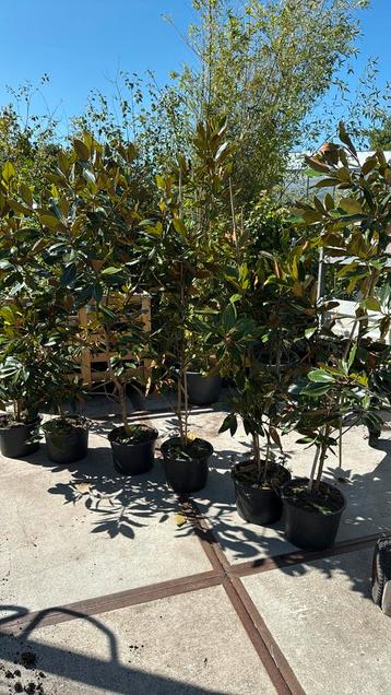 Magnolia Grandi flora little jenn grote planten stunt  29,95 beschikbaar voor biedingen