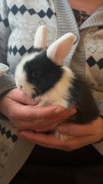 Jonge dwerg konijntjes, Dieren en Toebehoren, Meerdere dieren, Klein, 0 tot 2 jaar