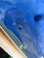 Potamotrygon white diamant (man), Dieren en Toebehoren, Vis