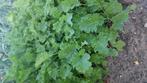 Boerenkool plantjes, Tuin en Terras, Planten | Tuinplanten, Volle zon, Groenteplanten, Eenjarig, Ophalen of Verzenden