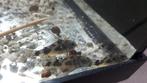 3 stuks Corydoras gevlekte pantsermeerval, Dieren en Toebehoren, Vis, Zoetwatervis
