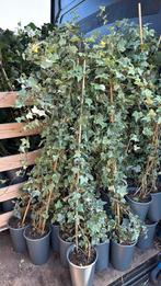 Hedera’s glacier zilverbont hoog 90/100 super goedkoop 2,95, Tuin en Terras, Ophalen, Bloeit niet, Vaste plant, Halfschaduw