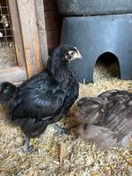 Orpington groot haantje, Dieren en Toebehoren, Pluimvee, Mannelijk, Kip