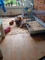 Cavia kooi 1.40m bij 60 cm., Dieren en Toebehoren, Knaagdieren en Konijnen | Hokken en Kooien, Kooi, Gebruikt, 75 tot 110 cm, Cavia