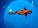 13 Prachtige Japanse koi karpers, Dieren en Toebehoren, Vissen | Vijvervissen, Karper of Koi