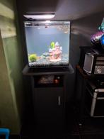Aquarium  met visjes, Dieren en Toebehoren, Vissen | Aquaria en Toebehoren, Ophalen of Verzenden