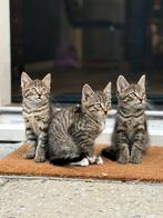Prachtige en superlieve maincoon x Europese Korthaar kittens, Dieren en Toebehoren, Katten en Kittens | Overige Katten, Meerdere dieren