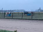 Stalling aangeboden met heel veel buiten voor de paarden, Dieren en Toebehoren, 2 of 3 paarden of pony's, Stalling