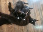 2 kittens  turkse angora x bengaal, Meerdere dieren, Ontwormd, 0 tot 2 jaar