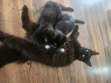 2 kittens  turkse angora x bengaal beschikbaar voor biedingen