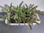 Mother of thousand (bommenwerper) kalanchoë veel vetplantjes, Vetplant, Ophalen of Verzenden, Minder dan 100 cm, Volle zon
