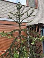 Araucaria 'Araucana', Ophalen, Volle zon, Overige soorten