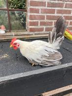 Chabo haantje, Dieren en Toebehoren