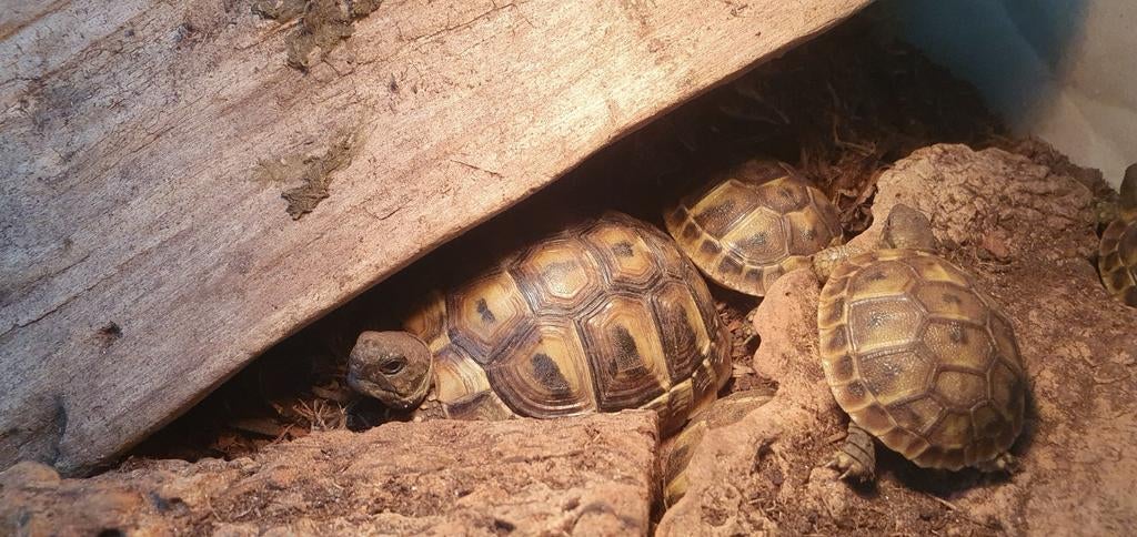Griekse landschildpadden uit 2024 en 2025 (T. h. boettgeri), Dieren en Toebehoren, Reptielen en Amfibieën, 0 tot 2 jaar