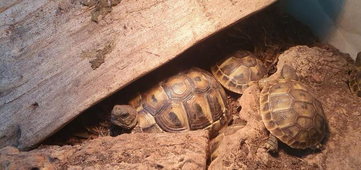 Griekse landschildpadden uit 2024 en 2025 (T. h. boettgeri)