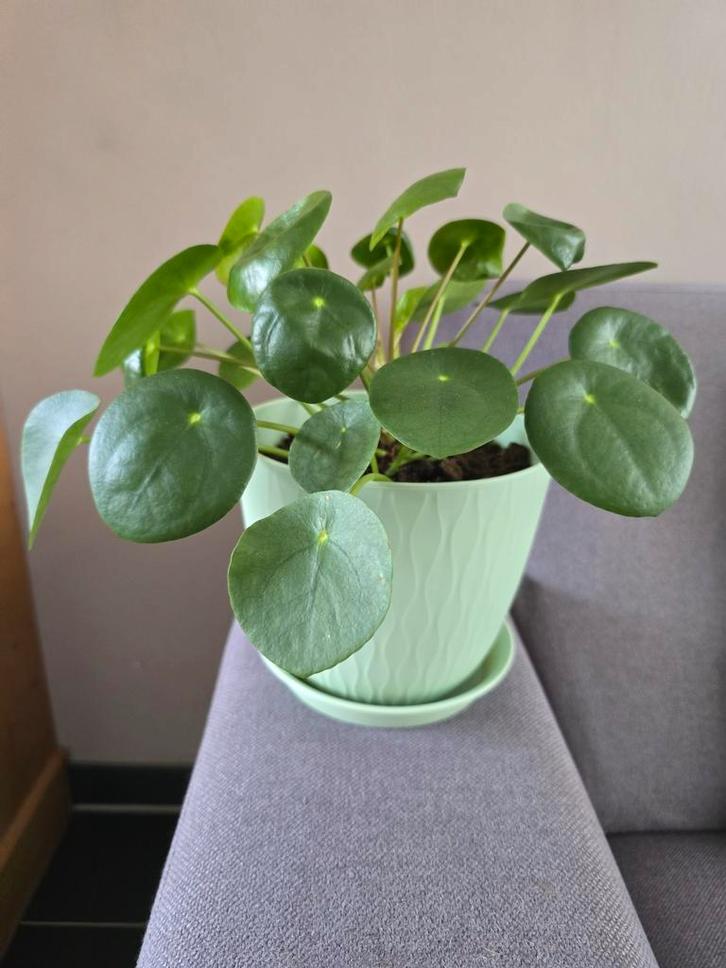 Pannenkoekenplant in pot, Huis en Inrichting, Kamerplanten, Overige soorten, Minder dan 100 cm, Groene kamerplant, Halfschaduw