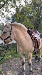 Bijrijder/verzorger gezocht, Dieren en Toebehoren, Ophalen, Nieuw