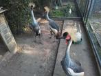 Grijze kroonkraanvogels, Dieren en Toebehoren, Meerdere dieren, Eend