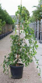 Krulberk kronkelberk betula spider aley, In pot, Overige soorten, Bloeit niet, Ophalen