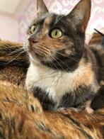 Poes zoekt for ever home, Dieren en Toebehoren, Katten en Kittens | Overige Katten, Poes, Kortharig, 6 jaar of ouder
