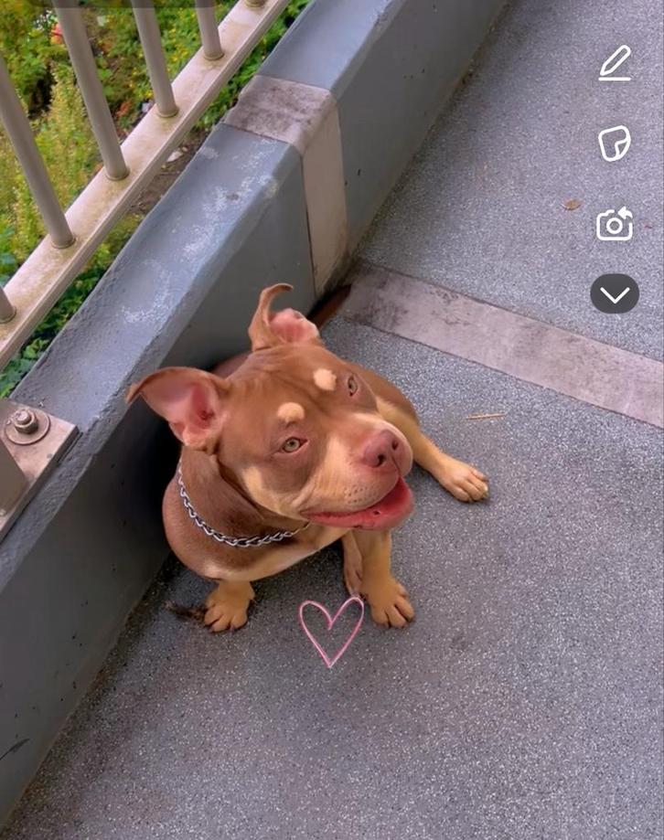 American Bully Pocket, Dieren en Toebehoren, Honden | Dekreuen, Teef, Particulier, Eén hond, Nederland, 8 tot 15 weken, CDV (hondenziekte)