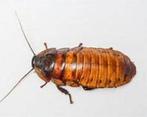 Dubia's ook per kg te bestellen bij csreptiles Venlo, Overige soorten