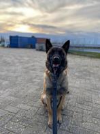 Gratis, goede huis, Dieren en Toebehoren, Honden | Herdershonden en Veedrijvers, Reu, CDV (hondenziekte), 1 tot 2 jaar, Eén hond